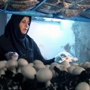 پرداخت وام برای پرورش قارچ توسط صندوق کارآفرینی امید انجام می‌شود
