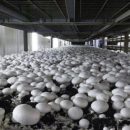 عکسی است از پرورش قارچ در مرودشت