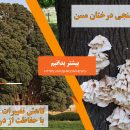 قارچ‌ ها منجی درختان کهنسال
