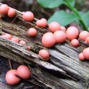 قارچ شیر گرگ  Licogola epidenderum