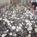 راه اندازی کارگاه پرورش قارچ خوراکی در شهرستان گچساران